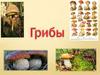 Грибы. Общая характеристика строения