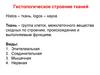 Гистологическое строение тканей