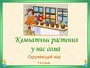 Комнатные растения у нас дома