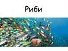 Риби
