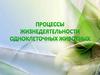 Процессы жизнедеятельности одноклеточных животных
