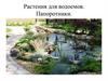 Растения для водоемов. Папоротники