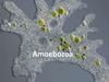 Amoebozoa