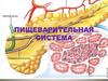 Пищеварительная система