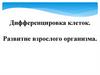 Дифференцировка клеток. Развитие взрослого организма