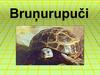 Brunurupuci