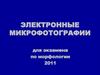 Электронные микрофотографии для экзамена по морфологии