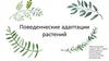 Поведенческие адаптации растений