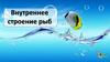 Внутреннее строение рыб
