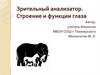 Зрительный анализатор. Строение и функции глаза
