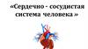 Сердечно- сосудистая система человека