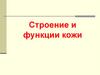Строение и функции кожи. Что такое кожа?