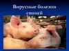 Вирусные болезни свиней