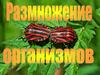 Размножение организмов