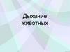 Дыхание животных