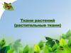 Ткани растений (растительная клетка)