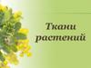 Ткани растений