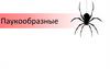 Паукообразные. Проверьте свои знания