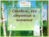 Стебель, его строение и значение
