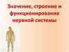 Значение, строение и функционирование нервной системы