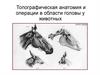 Топографическая анатомия и операции в области головы у животных