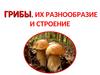 Грибы, их разнообразие и строение