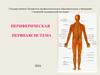 Периферическая нервная система