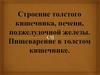 Строение толстого кишечника, печени, поджелудочной железы. Пищеварение в толстом кишечнике