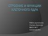 Строение и функции клеточного ядра  (10 класс)