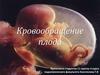 Кровообращение плода