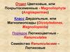 Отдел Цветковые, или Покрытосеменные - Magnoliophyta (Angiospermae)