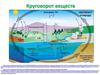Круговорот веществ