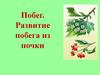 Побег. Развитие побега из почки