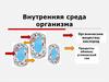 Внутренняя среда организма