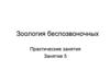 Зоология беспозвоночных. Практические занятия. Занятие 5