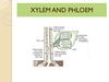 Xylem and phloem