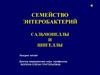 Семейство энтеробактерий сальмонеллы и шигеллы