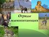 Отряды млекопитающих