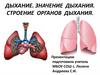Дыхание. Значение дыхания. Строение органов дыхания