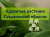 Ядовитые растения Сахалинской области