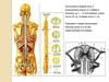 Строение сегмента спинного мозга
