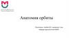 Анатомия орбиты