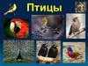 Птицы