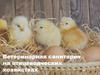 Ветеринарная санитария на птицеводческих хозяйствах
