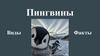 Пингвины. Виды. Факты