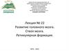 Развитие головного мозга. Ствол мозга. Лекция № 22