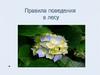 Правила поведения в лесу