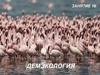 Демэкология. Понятие популяций