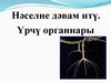Нәселне дәвам итү. Үрчү органнары