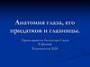 Анатомия глаза, его придатков и глазницы